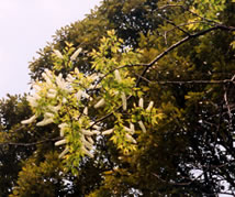 The Hahakagi tree was inherited from generation to generation.However, only one branch bloomed last spring because of ageing.