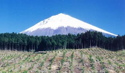 富士山のふもとに広がる日本製紙の北山社有林