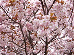 「手弱女（タオヤメ）」原木は京都平野神社に古くからあった名桜
