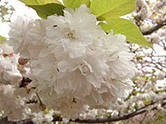 「市原虎の尾（イチハラトラノオ）」京都洛北の市原にあって、花の咲く様が虎の尾に似る。大谷光瑞師がこの名をつけた。