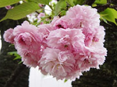 「来迎寺菊桜（ライコウジキクザクラ）」原木は石川県鳳至郡穴水町、来迎寺境内にある。穴水城主、長谷部新連が1000余年前に植えたものと言われる。