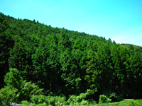 静岡県　下白岩社有林