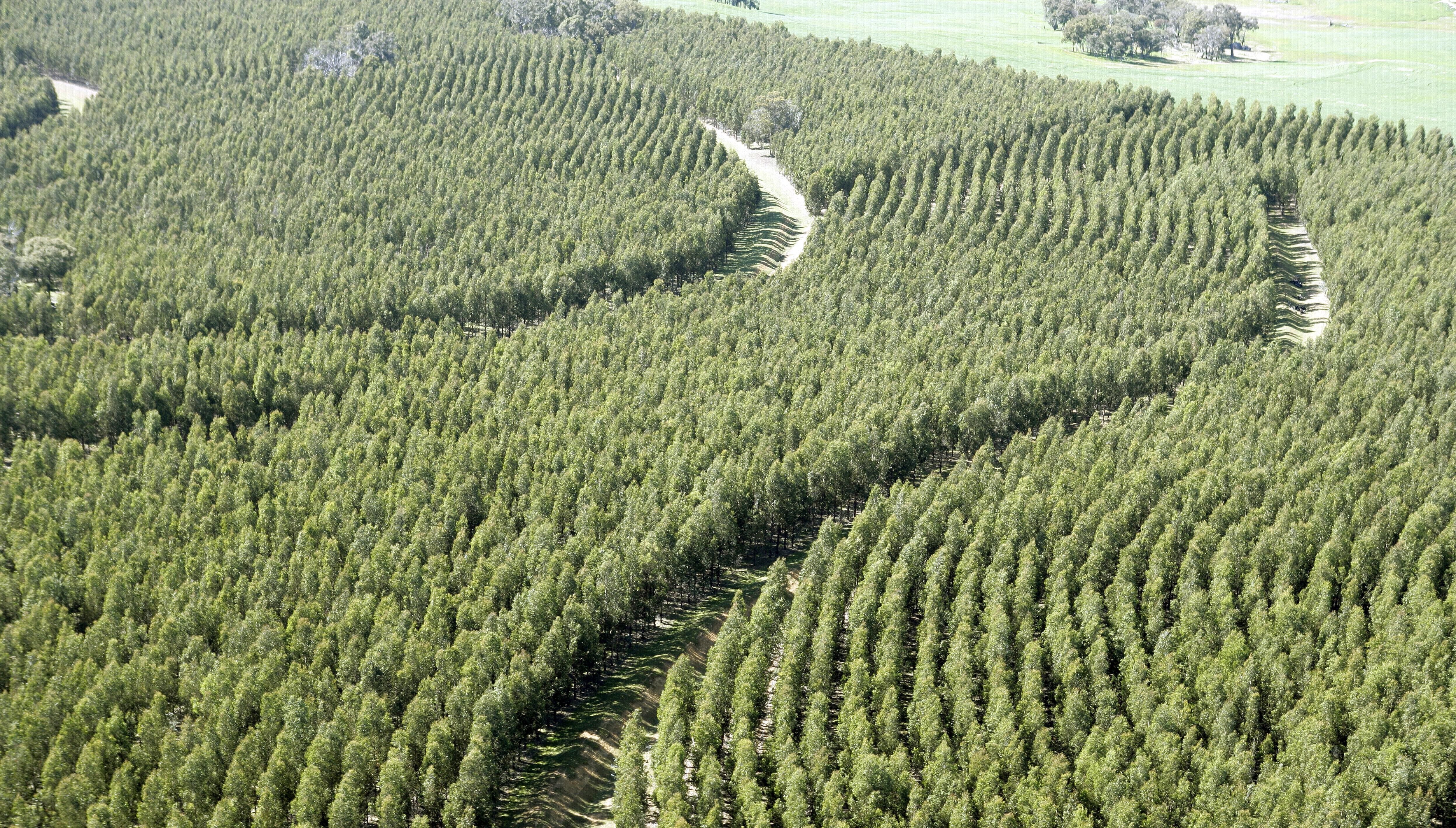 オーストラリアの植林地