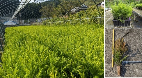  エリートツリーのコンテナ苗生産の写真