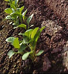 リグニンスルホン酸塩のバイオスティミュラントとしての利用