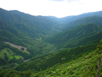 A Company-owned forest in Kamaishi (Iwate Pref)