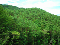 A Company-owned forest in Kado (Iwate Pref)