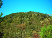 A Company-owned forest in Ooro (Izumo City, Shimane)
