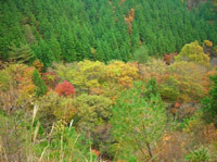 A Company-owned forest in Tokoroyama (Hatsukaichi City, Hiroshima)