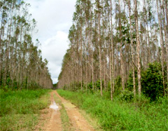 Tree Farm of AMCEL (eucalyptus)
