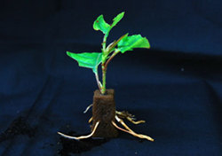 Rooted cuttings of Hachisuka Sakura grown using Nippon Paper Industries' technologies