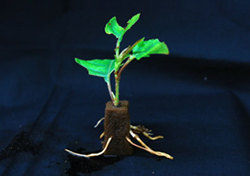 Rooted cuttings of Hachisuka Sakura grown using Nippon Paper Industries' technologies