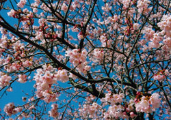 Hachisuka Sakura cherry blossoms