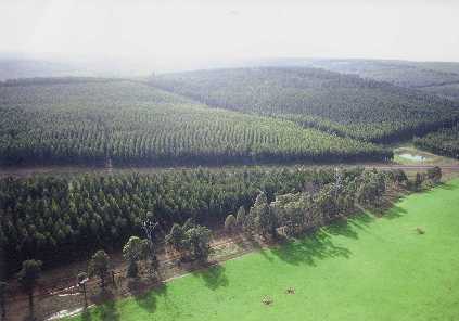 Tree Farm in Australia, for which the Company has obtained ISO14001 certification