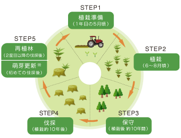 植林のサイクル