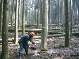 間伐作業（静岡県北山社有林）