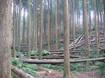 In the Kitayama Forest after thinning