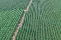 Aerial photograph of AMCEL plantation area