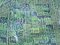 Aerial photograph of area for screening tests