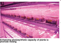 Enhancing photosynthetic capacity of plants to promote rooting