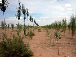 Environmental Afforestation of the Middle Stream of the Huang He, in the Ningxia Autonomous Region