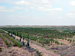 Environmental Afforestation of the Middle Stream of the Huang He, in the Ningxia Autonomous Region