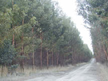 WAPRES社のユーカリ植林地