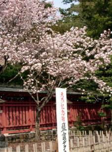 鹽竈神社に咲く天然記念物の鹽竈桜