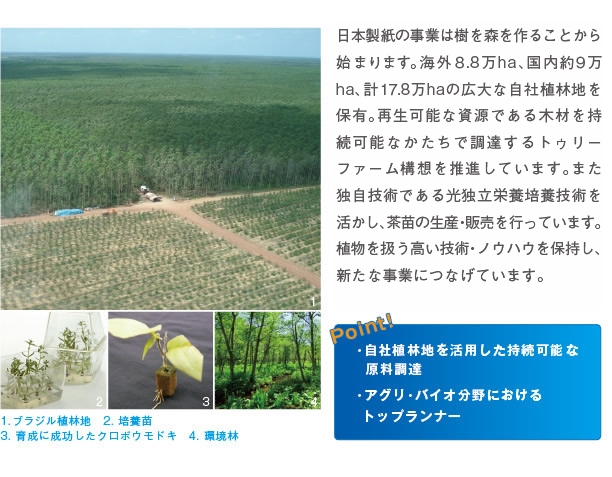 日本製紙の事業は樹を森を作ることから始まります。海外8.8万ha、国内約９万ha、計17.8万haの広大な自社植林地を保有。再生可能な資源である木材を持続可能なかたちで調達するトゥリーファーム構想を推進しています。また独自技術である光独立栄養培養技術を活かし、茶苗の生産・販売を行っています。植物を扱う高い技術・ノウハウを保持し、新たな事業につなげています。