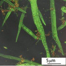 繊維に定着する粘着異物の様子　緑：繊維　赤：粘着異物