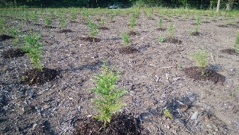 Scion graden developed for specified mother trees of Japanese cedar