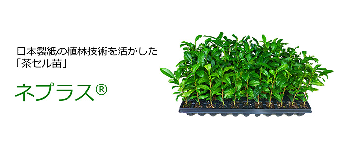日本製紙の植林技術を活かした「茶セル苗」ネプラス®