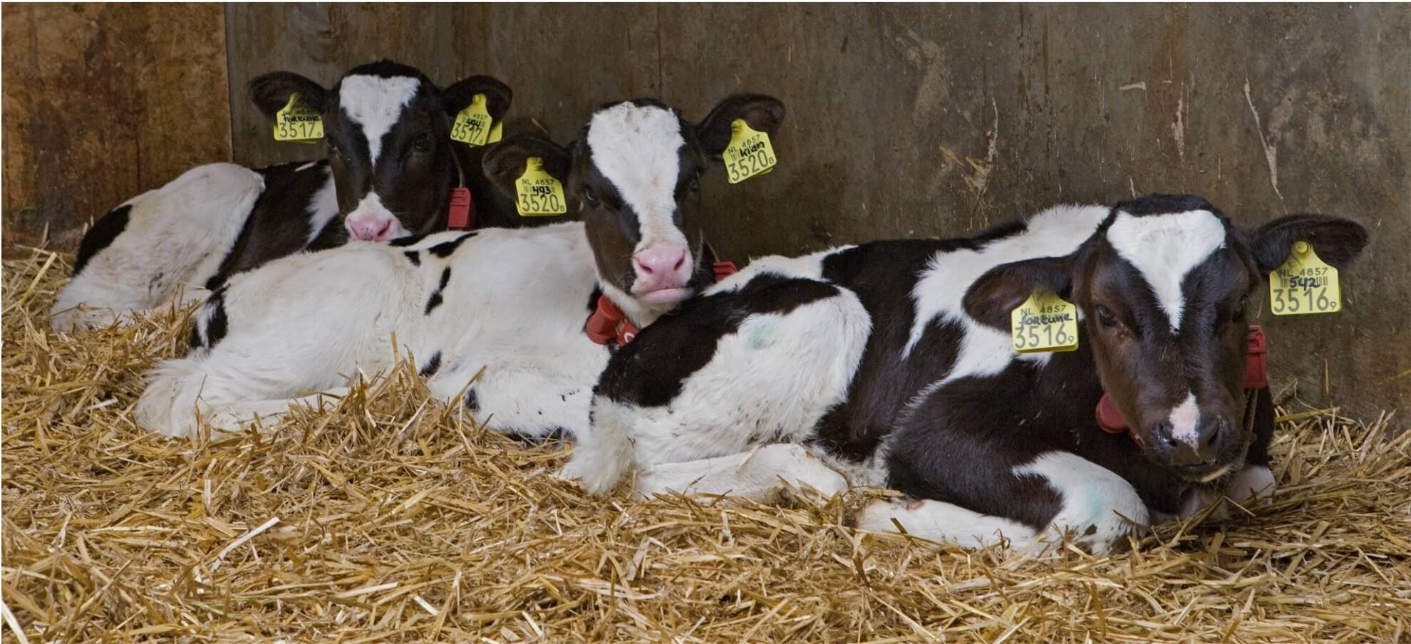 子牛の代用乳給与による飼養成績改善効果の検証