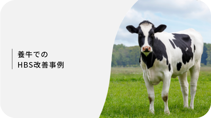 養牛でのHBS改善事例