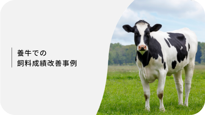 養牛での飼養成績改善事例