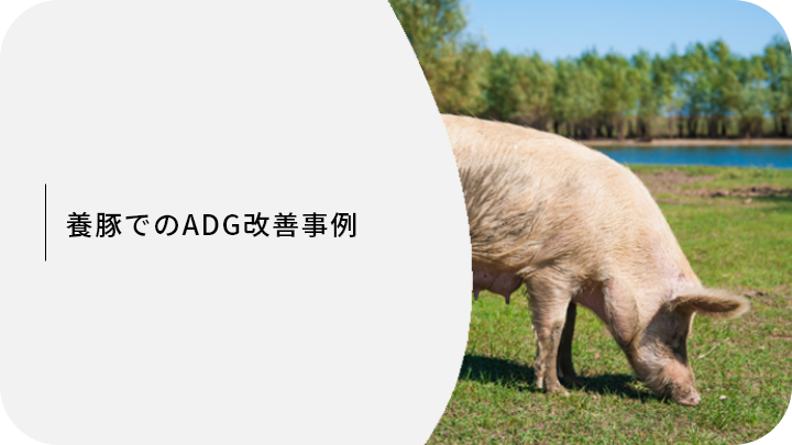 養豚でのADG改善事例