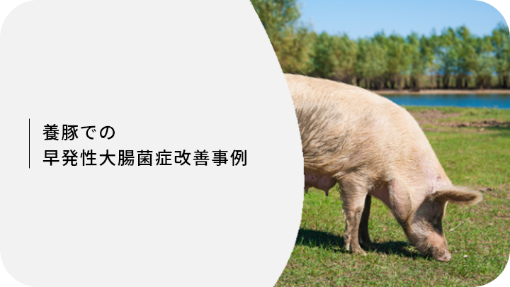 養豚での早発性大腸菌症改善事例