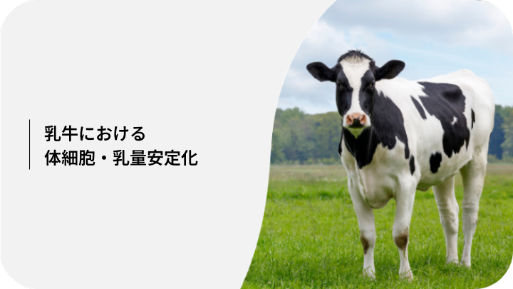 乳牛における体細胞・乳量安定化