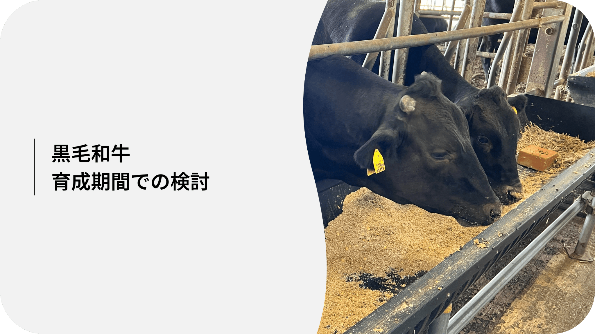 黒毛和牛育成期間での検討